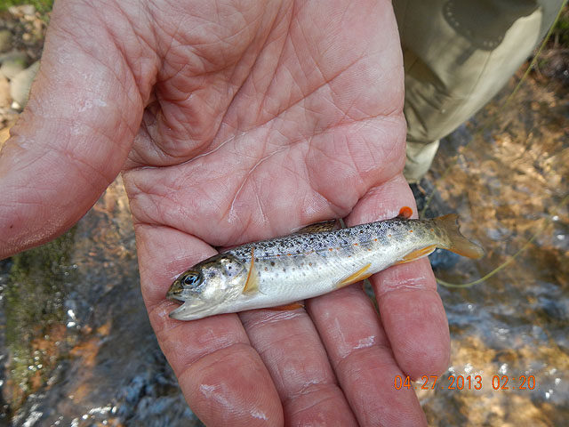 poe trip 04-26-2013 023.jpg -                                Another little brookie.  Sweet.
